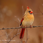 Northeran Cardinal