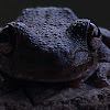 Northern Laughing Tree Frog, Roth's Tree Frog