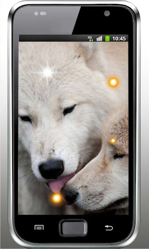 Wolf Photos HD live wallpaper