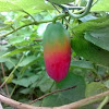 कुंदरू ( The Ivy Gourd )