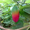 कुंदरू ( The Ivy Gourd )