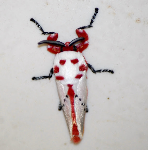 Peppermint moth Project Noah