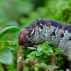 Silk moth caterpillar