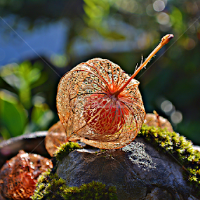 Na kamenu  by Jelena Puškarić - Nature Up Close Other Natural Objects