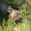 Little Friarbird ( juvenile)