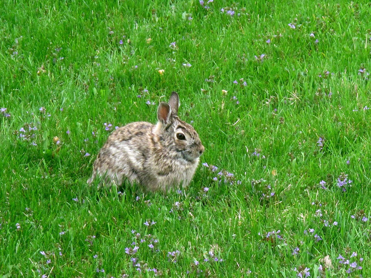 Eastern Cottontail Rabbit