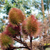 Lipstick plant