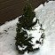 Dwarf Alberta Spruce