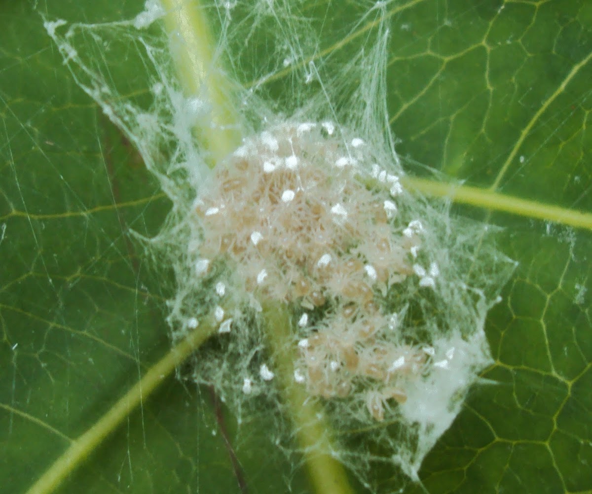 Long jaw Spider's nest