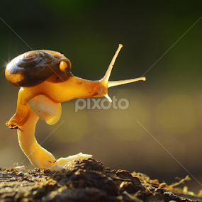 Good Morning by Tele Nicotin - Animals Other