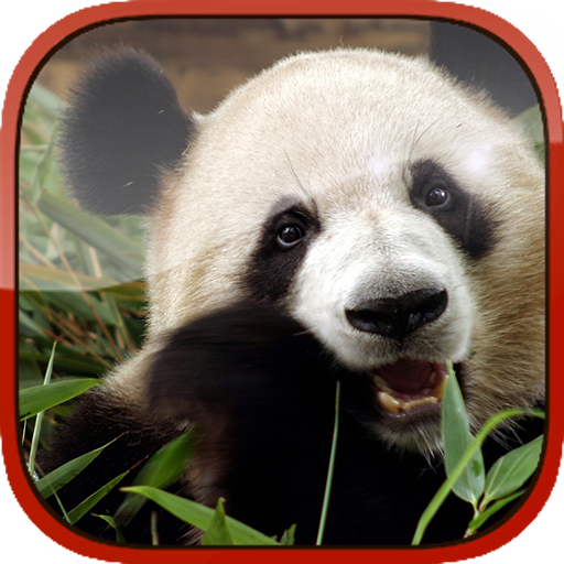 Panda Live Wallpaper LOGO-APP點子