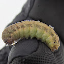 Yellow-striped Armyworm