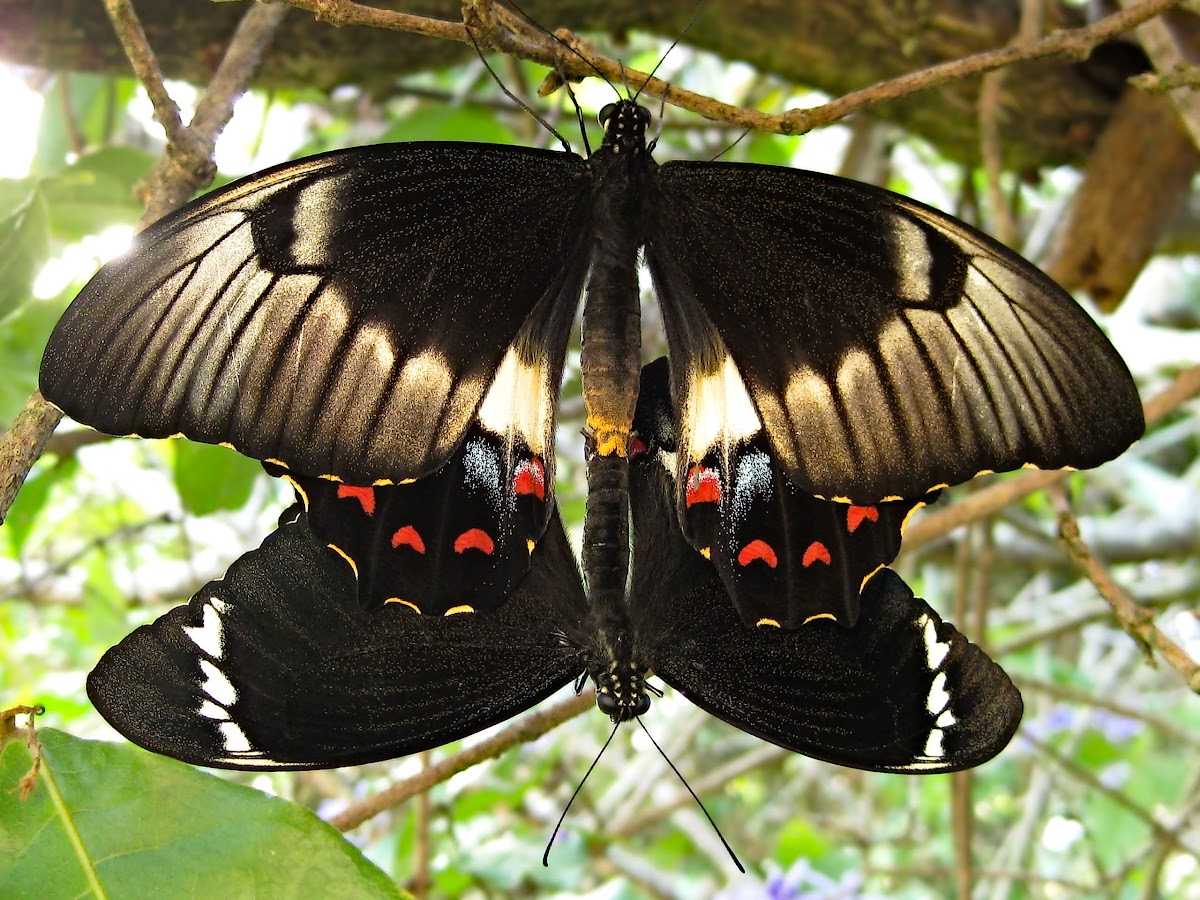 Orchard Swallowtail (mating)