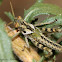 Gray Bird Grasshopper nymph