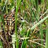 Spanish Festoon