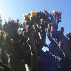 Prickly Pear Cactus