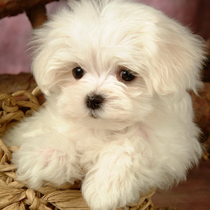 Kids puzzle – Fun Dog 1.0