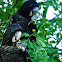 Red Tail Black Cockatoo