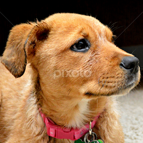 by Becky Holmes - Animals - Dogs Puppies