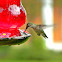ruby throated hummingbird (female)