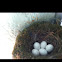 Mockingbird nest at our door.