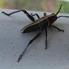 Eastern Lubber Grasshopper nymph