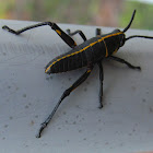 Eastern Lubber Grasshopper nymph