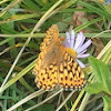 Oregon Silverspot Butterfly