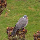Common Wood Pigeon "Pombo Torcaz"