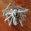 Galapagos huntsman spider
