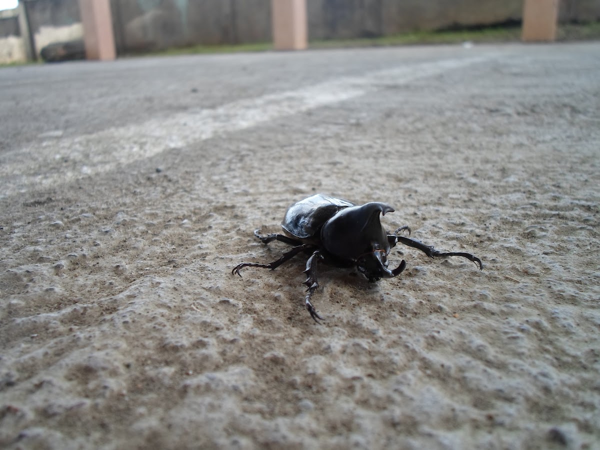 Fighting Beetle
