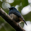 Indigo Flycatcher