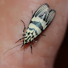 Heortia moth