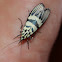 Heortia moth
