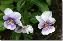 Viola 'Penny Orchid'