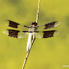 Common whitetail dragonfly, male