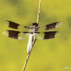Common whitetail dragonfly, male