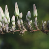 Night blooming Hesperaloe