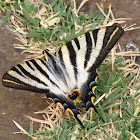 Scarce Swallowtail Butterfly