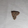 Herminiinae moth
