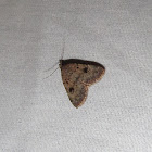 Herminiinae moth