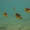 Raccoon butterflyfish