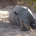 Square-Lipped Rhinoceros