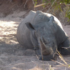 Square-Lipped Rhinoceros