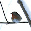 European Robin