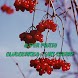 Fruits-Blueberry & Tart Cherry
