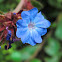 Hardy Plumbago