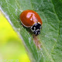 Polished Lady Beetle