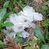 Tremella fimbriata