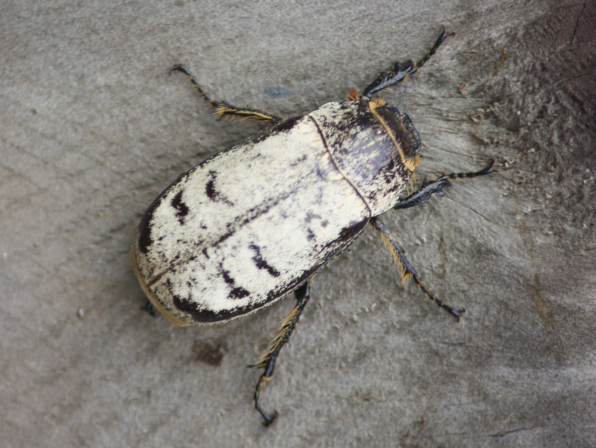 Greyback cane beetle